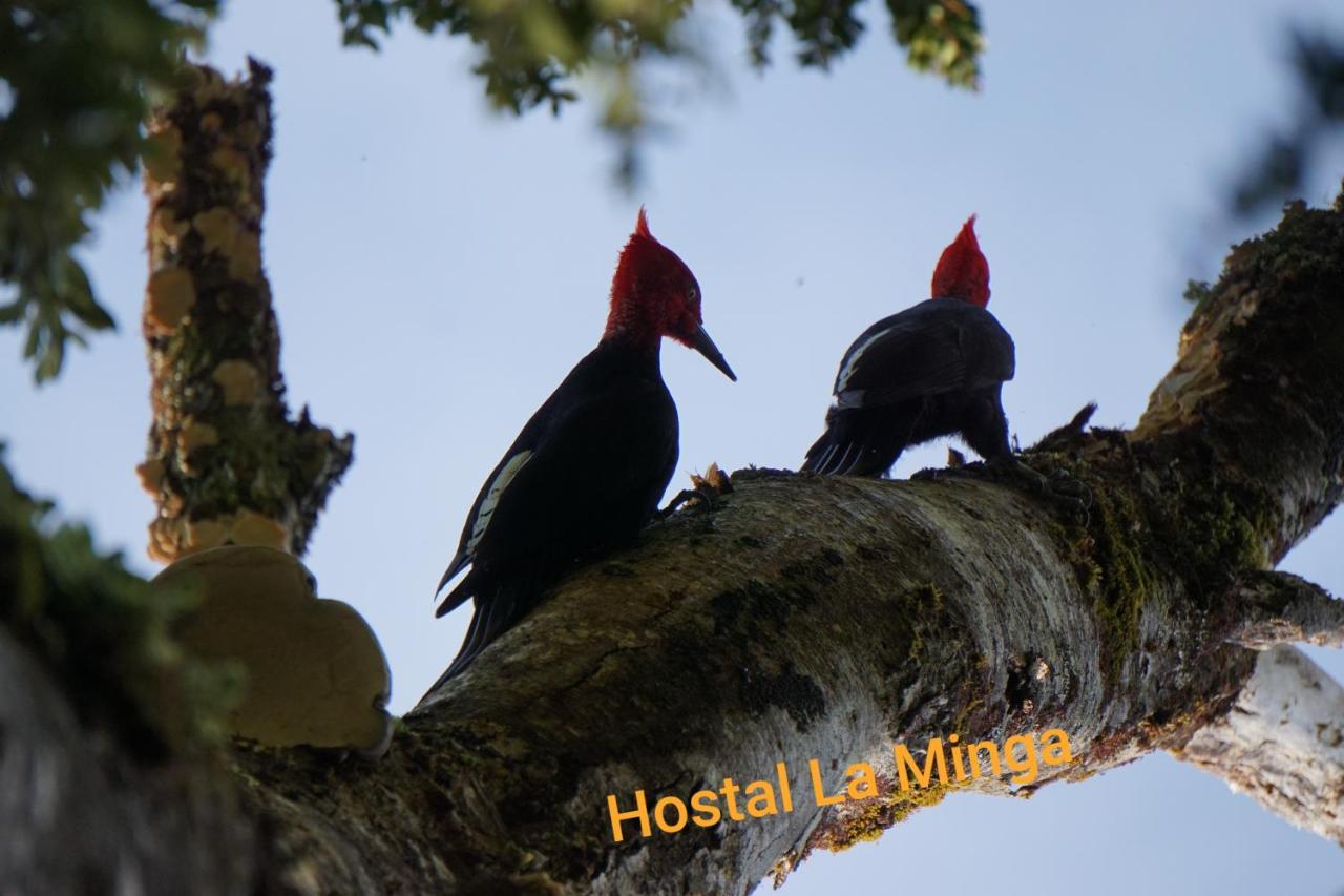 Hostal La Minga Chaitén Exteriör bild